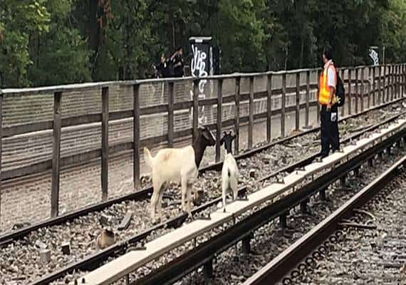 איך הם מעיזים? אורחים מפתיעים נצפו על מסילות הרכבת בברוקלין