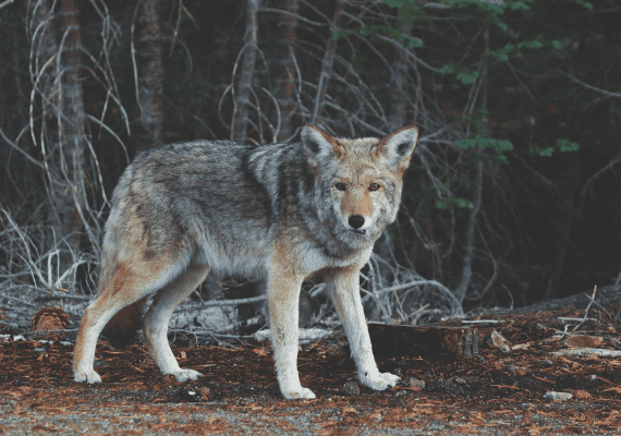 ילדה בת 3 ננשכה על ידי זאב בפארק מדרום ללוס אנג'לס; הזאב נורה ונהרג