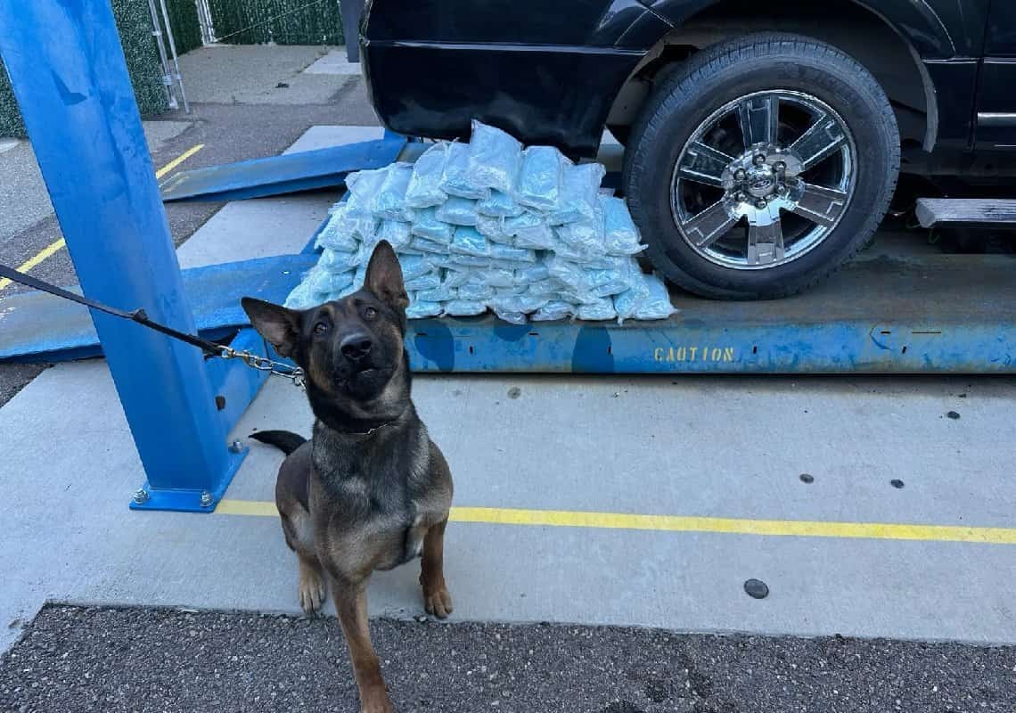 בתוך יממה אחת: שוטרים בדרום קליפורניה החרימו בסמים בשווי 4 מיליון דולר