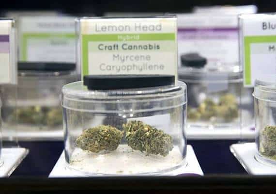 נוואדה: ועדת המיסוי מאשרת תקנות מריחואנה חדשות 