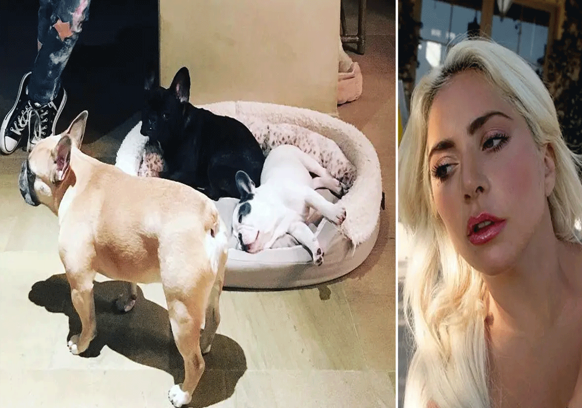 "מבוקשים ויקרים מאוד": חטיפה תחת יריות בלב הוליווד; נגנבו כלביה של ליידי גאגא -  הזמרת מציעה 500 אלף דולר פרס