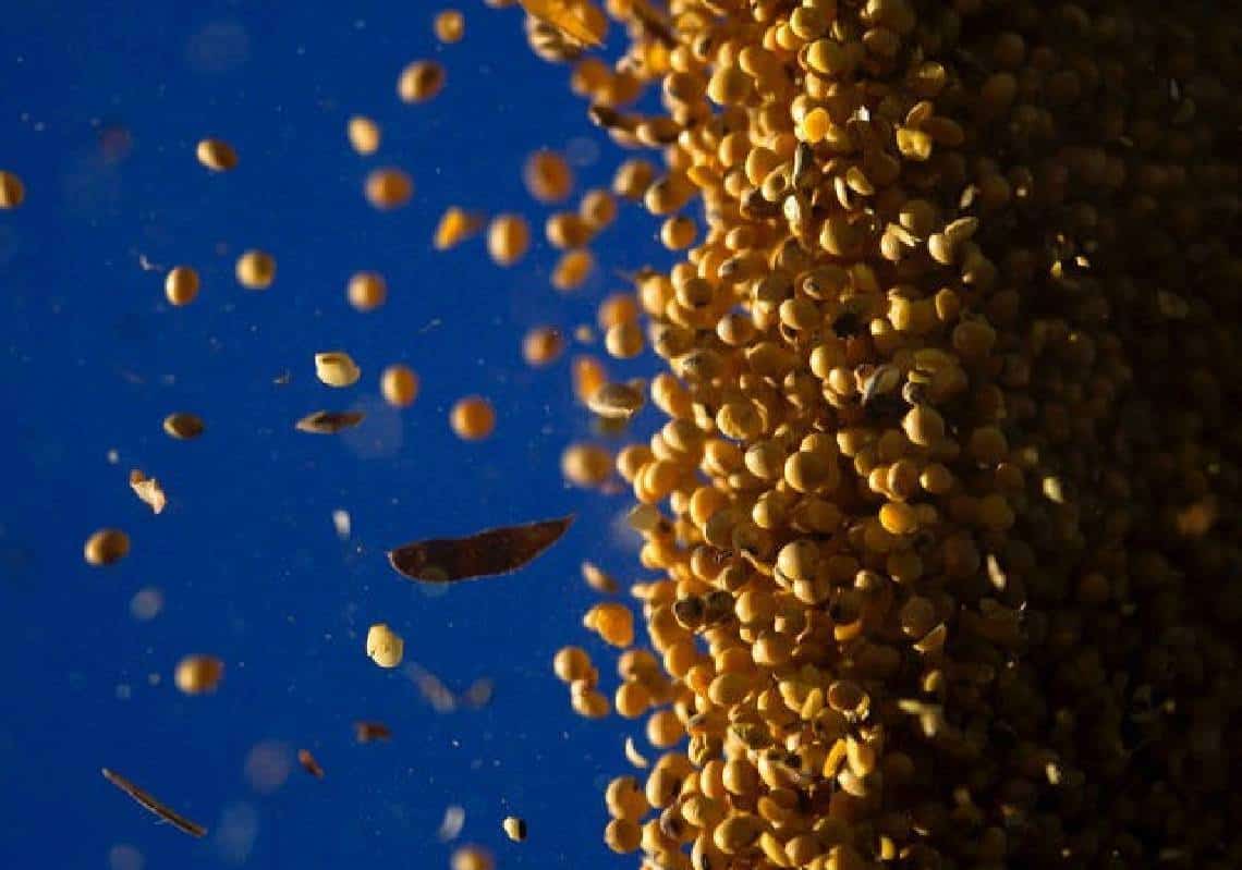 "המזון בכל העולם הולך להתייקר עוד יותר": מחיר הדגנים והחיטה הוא הכי גבוה מאז 1960 