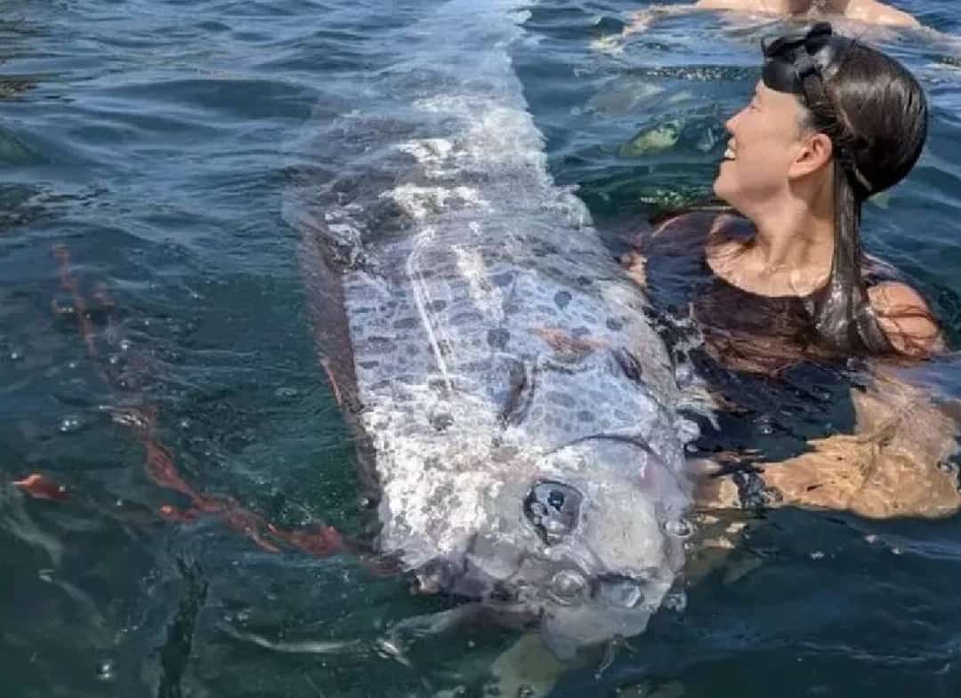 סימן רע לבאות? דג משוט נדיר נמצא צף מת סמוך לסן דייגו
