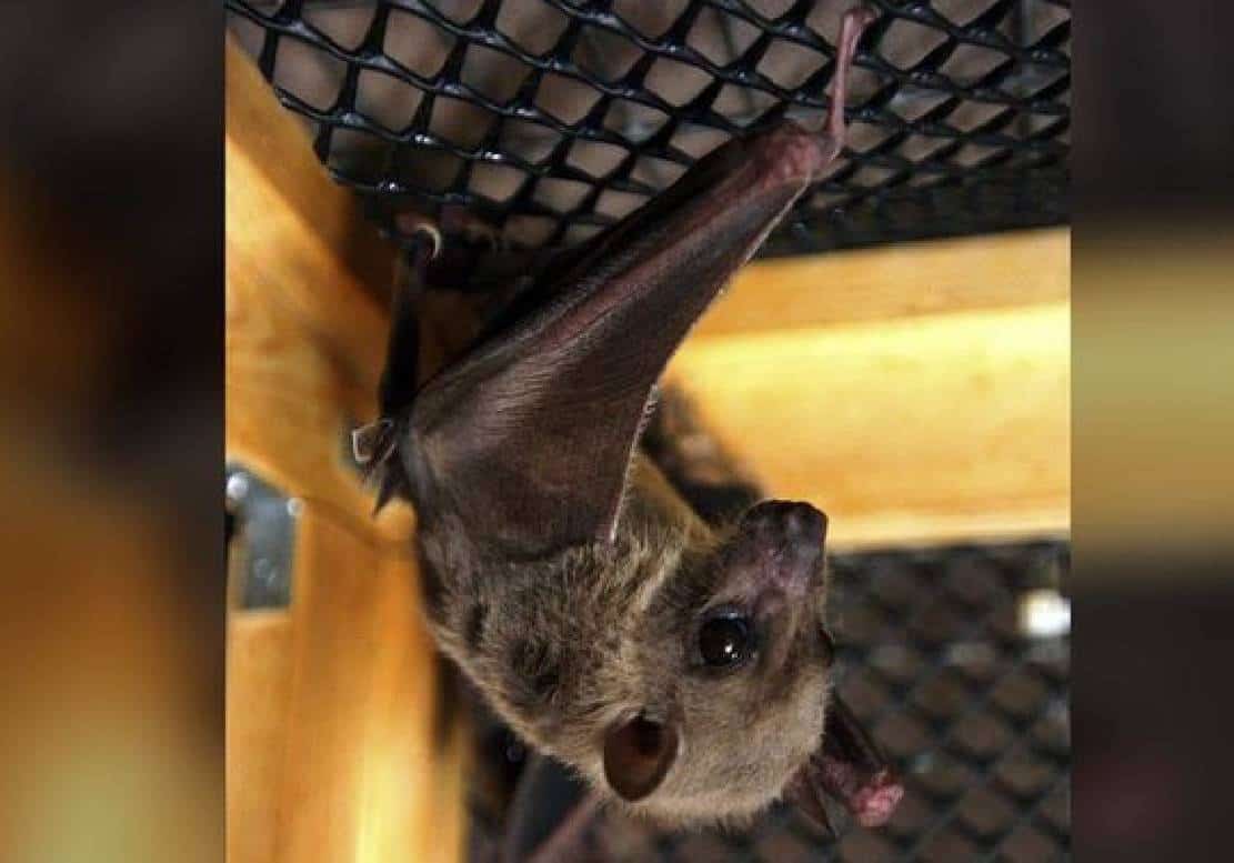 ‏ארגון הבריאות העולמי מכנס פגישה דחופה בשל וירוס קטלני