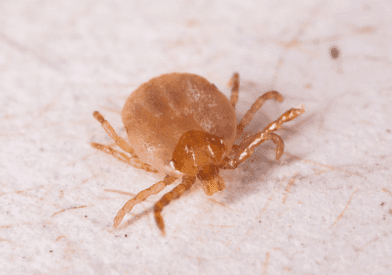 לוס אנג'לס: עלייה במספר הנדבקים בטיפוס; מומחים טוענים שהסיבה היא כמות דיירי הרחוב