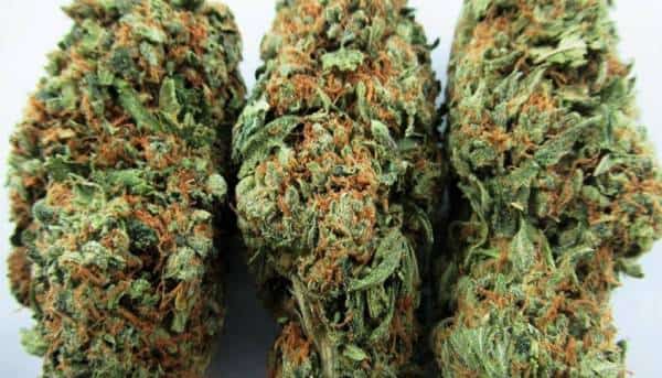 2020:  תעשיית המריחואנה בארצות הברית עושה היסטוריה