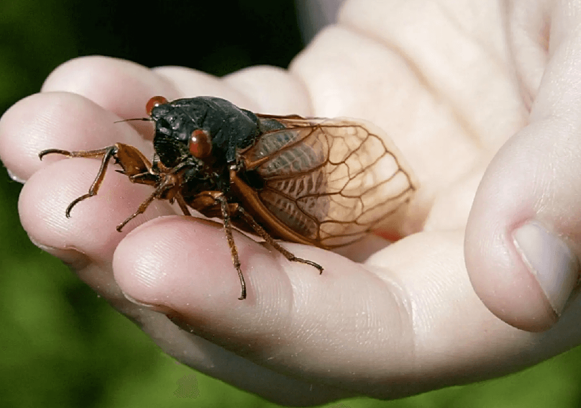 תתכוננו: החרק הגדול שדורש אטמי אוזניים עומד להפציע אחרי 17 שנים
