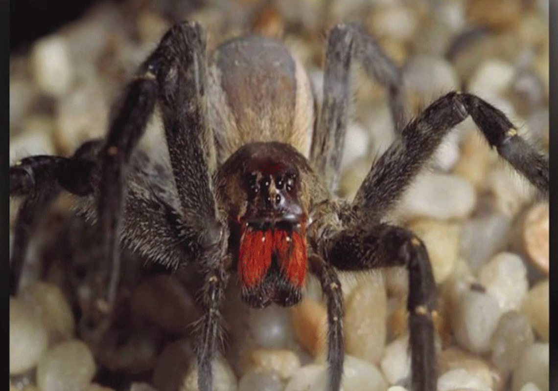 סופר מרקט נסגר לאחר שבקרטון בננות התגלה העכביש הארסי ביותר ביבשת אמריקה: נשיכתו עלולה לגרום לזקפה ארוכת שעות