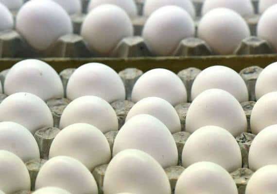 הריקול הגדול ביותר בארה"ב מאז 2010: חשש כי יותר מ-200 מיליון ביצים נגועות בסלמונלה 