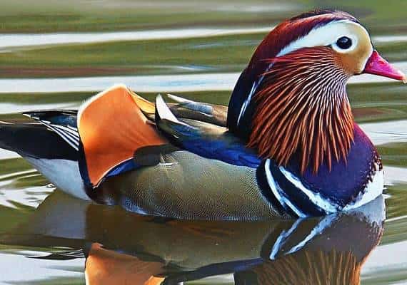 מנדרין בתפוח הגדול - הכל על הברווז מסנטרל פארק שמשגע את ניו יורק