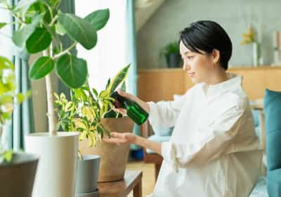 מחקר חדש מקליפורניה קובע: יש דבר כזה יותר מדי צמחים בבית