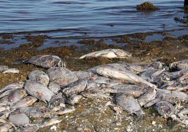 הנס במדבר דרום קליפורניה שהפך לסיוט - הסיפור האפוקליפטי של ימת סאלטון