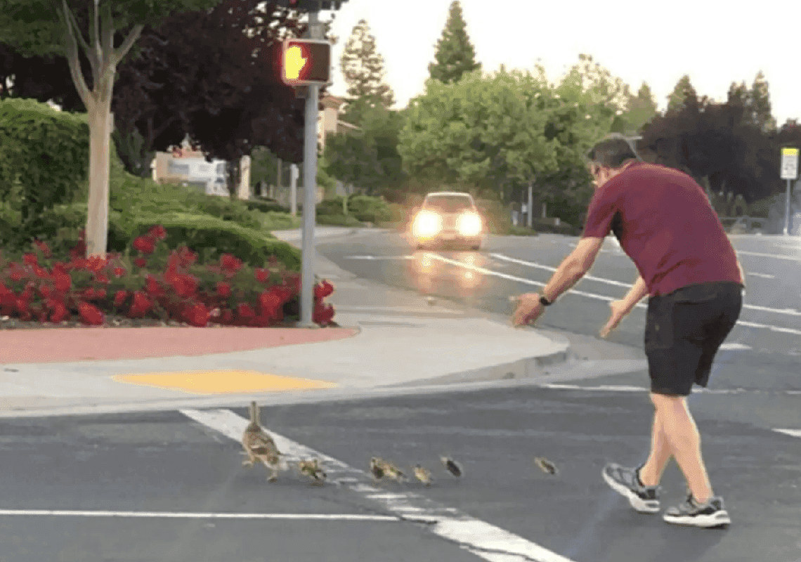 'מעשה החסד האחרון': אב מקליפורניה עזר למשפחת ברווזים לחצות את הכביש - ונדרס למוות