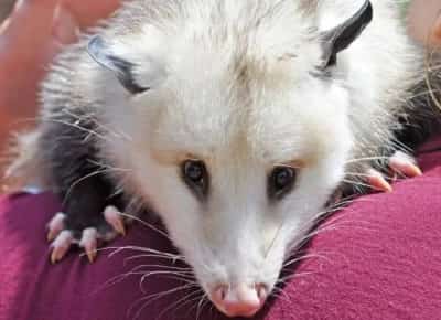 לוס אנג'לס: פרעושים נושאי מחלה קטלנית פולשים לבתים