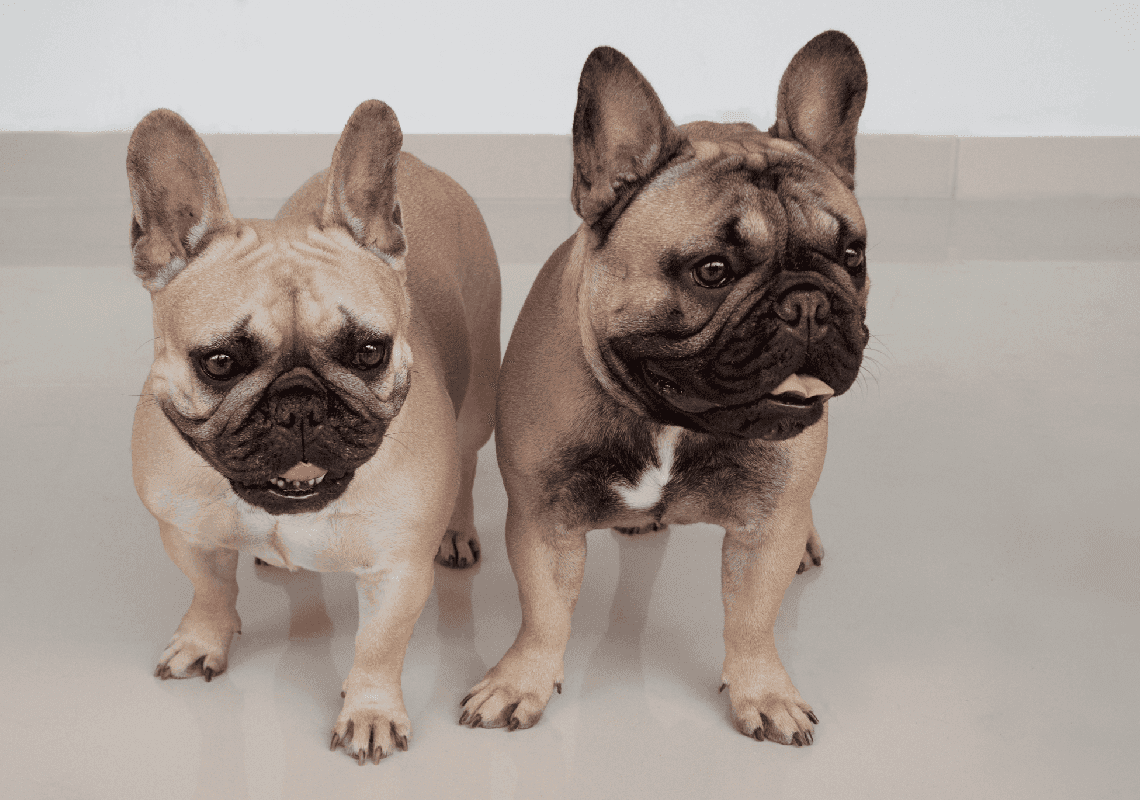 לוס אנג'לס: בן 15 נעצר בגין שוד מזויין של שני בולדוגים צרפתיים 