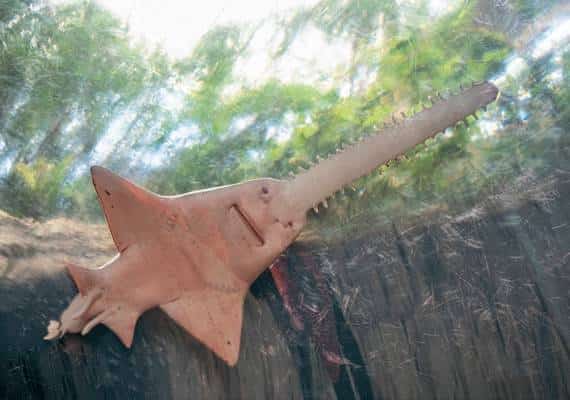 תושב פלורידה הרג דג נדיר וישלם על כך בגדול