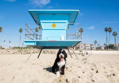 חוף הכלבים השני הטוב ביותר בארה"ב נמצא במרחק נביחה מלוס אנג'לס