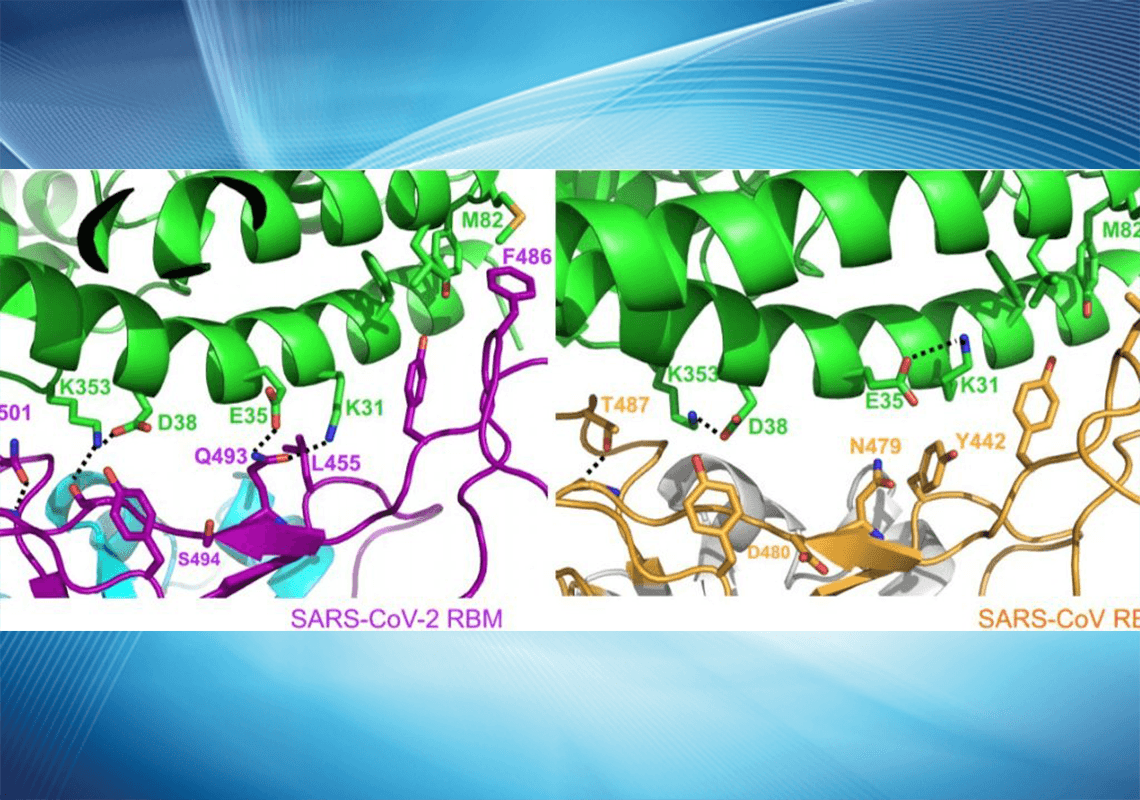 'אופטימיות זהירה': מדענים יצרו מודל תלת-ממדי של החלבון המקשר המצוי על גבי וירוס הקורונה