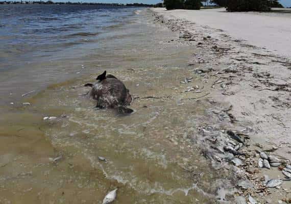 "גאות אדומה" בפלורידה: הסכנה טרם חלפה במלואה, דגים מתים נסחפים אל קו החוף