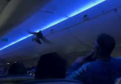 בהלה בטיסת דלתא: שתי יונים התעופפו בתא הנוסעים