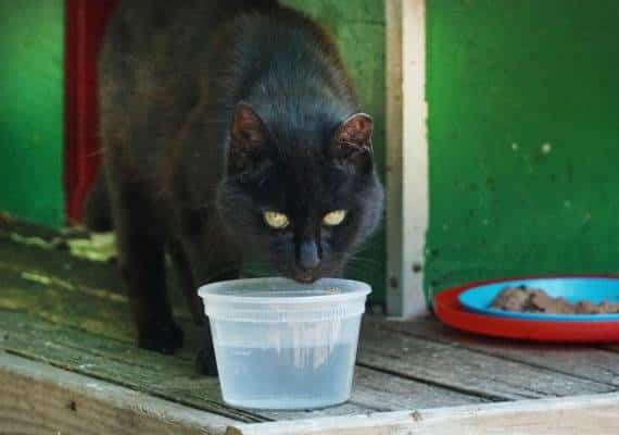 ניו יורק: גל חום פוקד את העיר, ולחתולים במקלט באי רוזוולט סגרו את המים