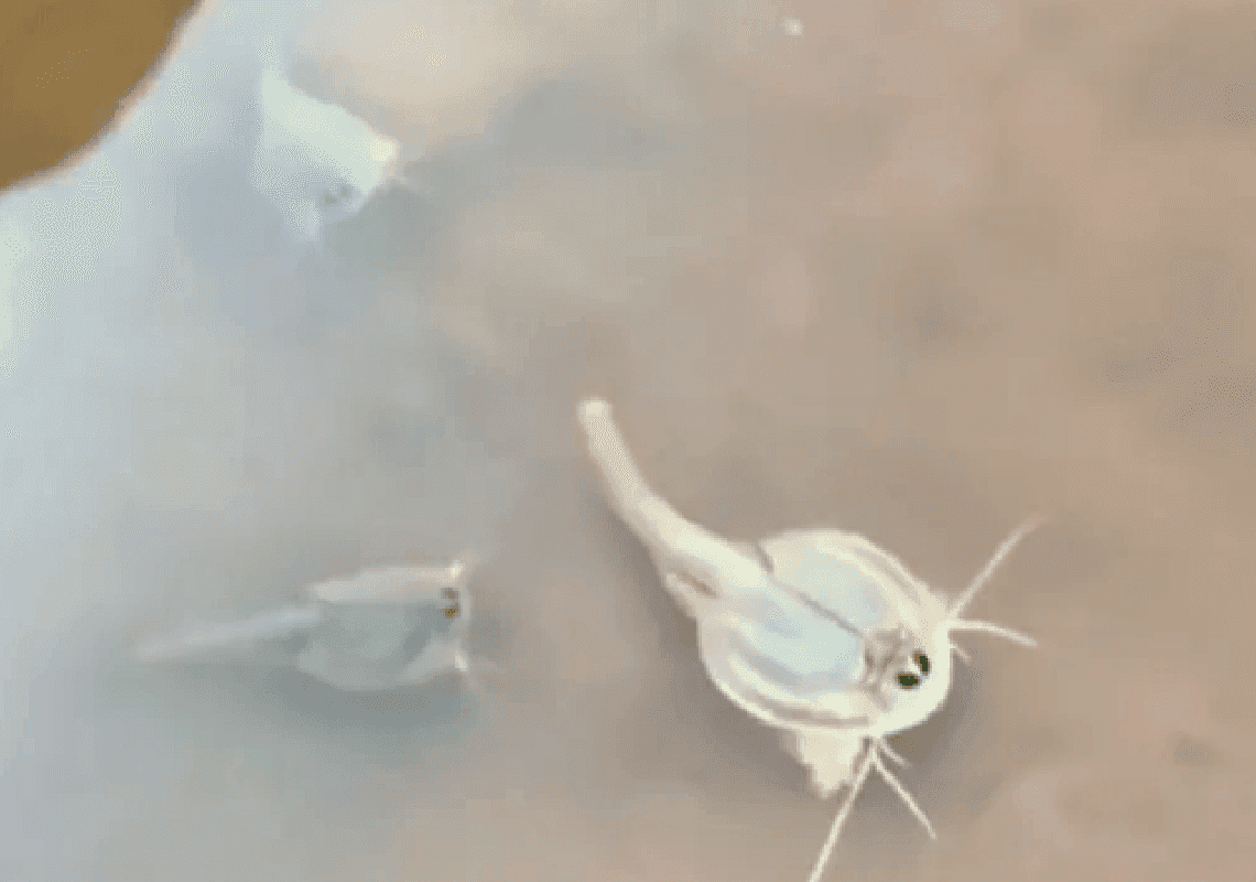 תייר ישראלי תיעד חיה פרהיסטורית באריזונה: "יצור קטן ומגניב"