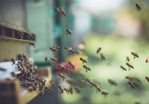 דרום קליפורניה: אישה הותקפה ע"י מאות דבורים