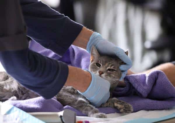 לראשונה בארה"ב: חיות מחמד אובחנו כחולות קורונה