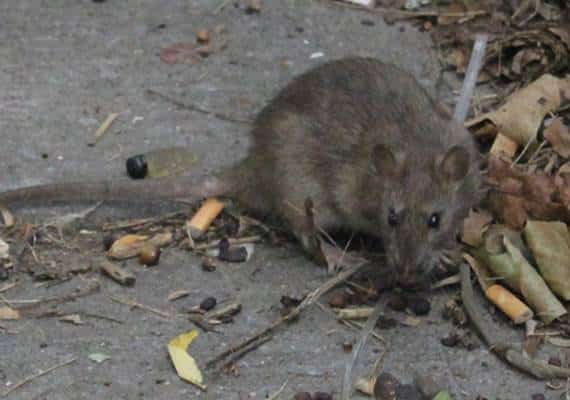 סן פרנסיסקו: מכת חולדות גדולה מהרגיל. רשימות המתנה אצל המדבירים