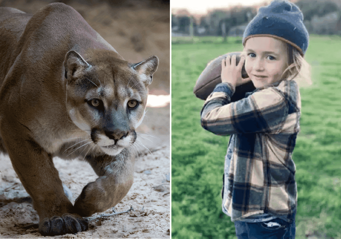 צפון קליפורניה: בן חמש הותקף באכזריות על ידי פומת הרים 
