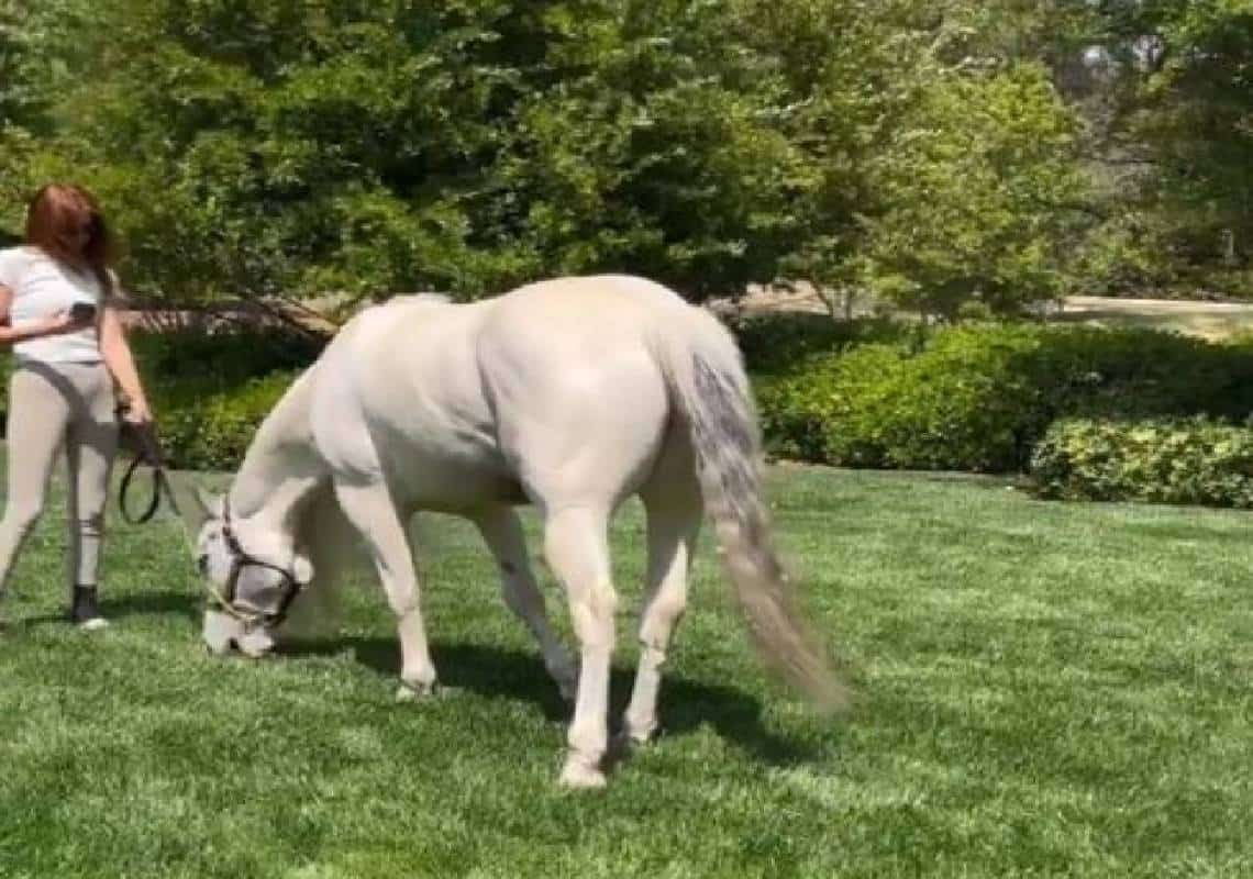 ביקור שהסתבך: קנדל ג׳נר קפצה לבקר את קים קרדשיאן עם הסוס שלה וגרמה לצרות 