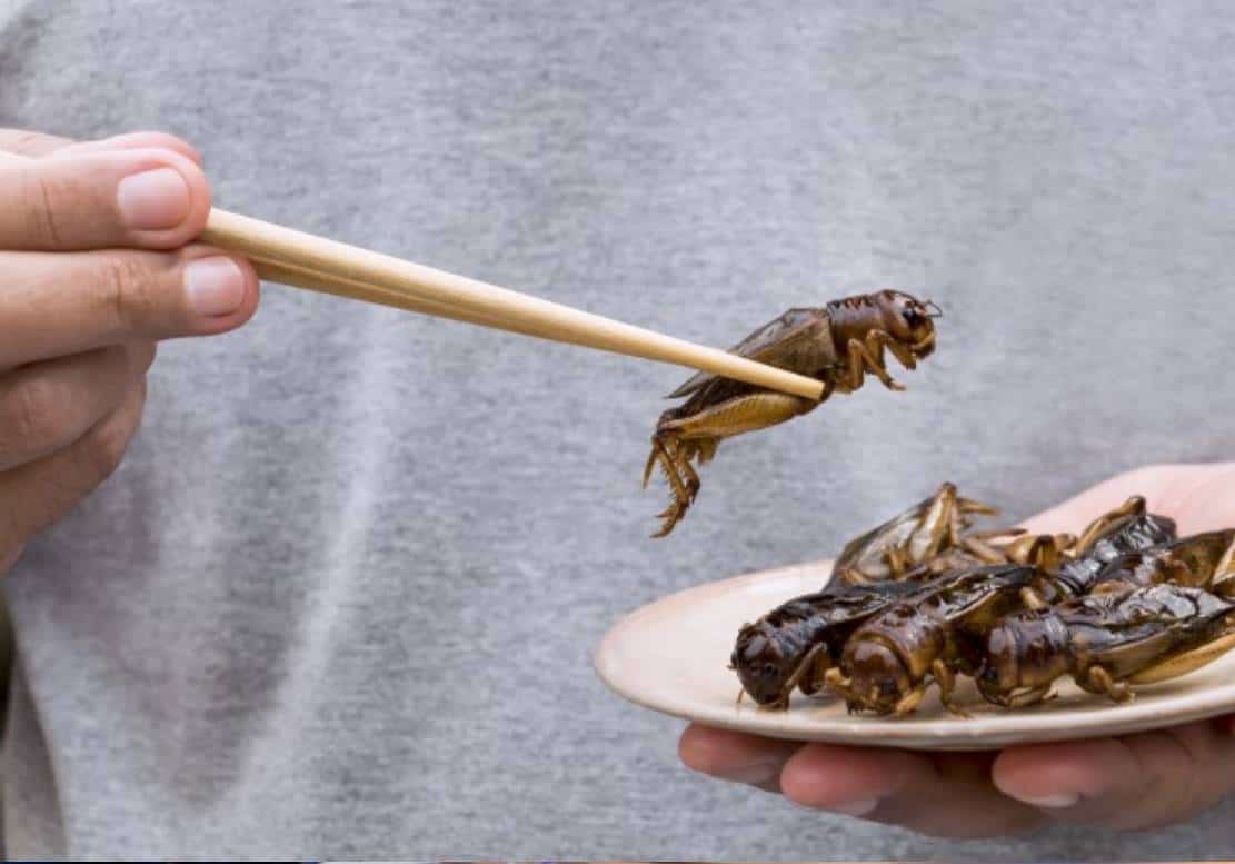 ‏צפו: אמריקאים מוכנים לאכול חרקים כדי להילחם בשינויי האקלים‏