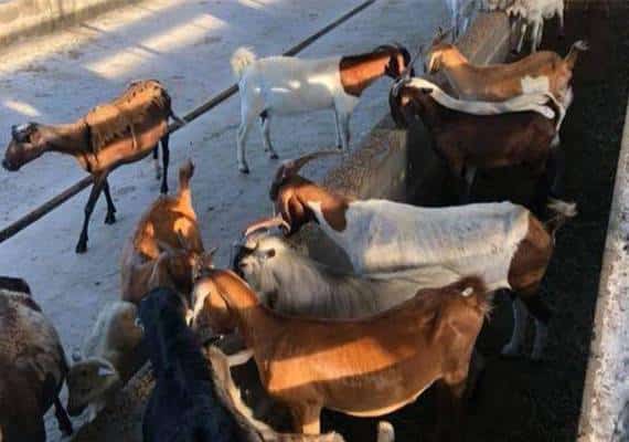 פלורידה: עובד משק נעצר בחשד להתעללות במאות חיות