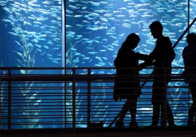 לילה במעמקי הים: חוויית צלילה באקווריום של לונג ביץ