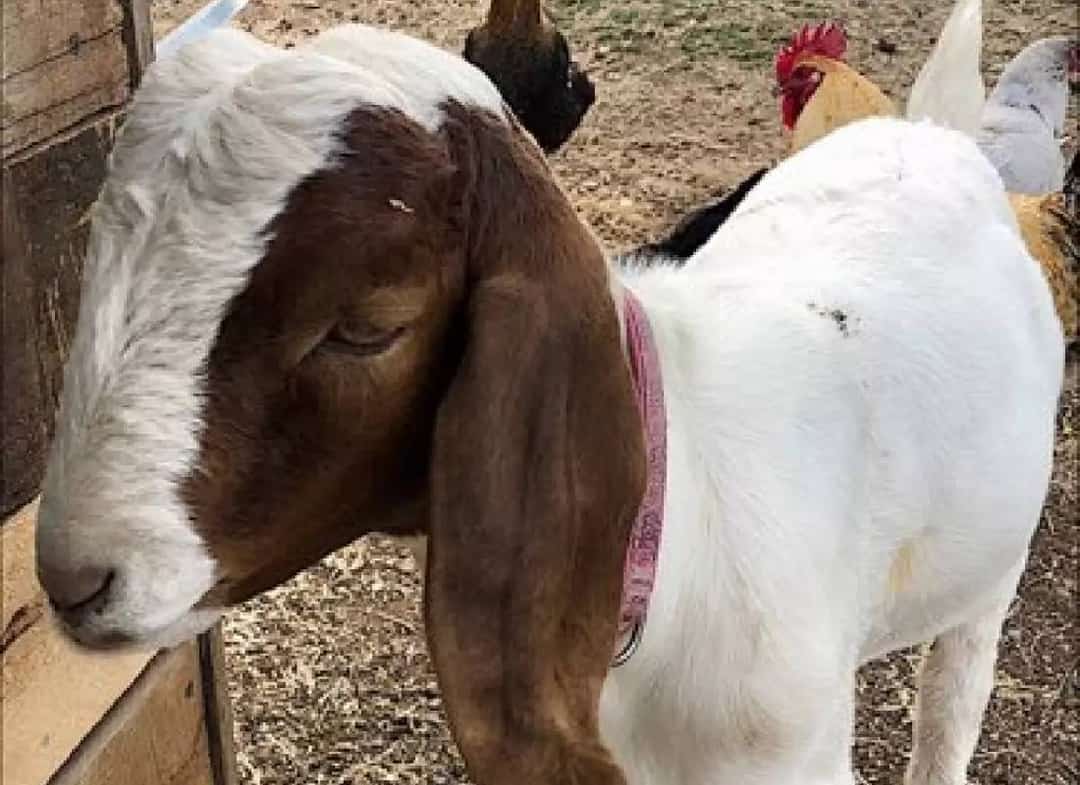 "ליבי נשבר כשלקחו אותו": מחוז בקליפורניה ישלם 300 אלף דולר על שחיטת העז האהוב של ילדה בת 9