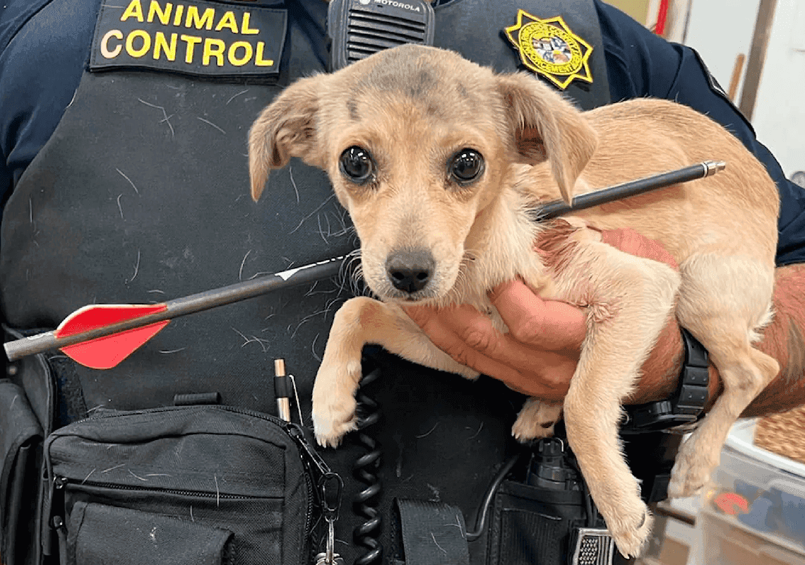 "חולני": גורת כלבים נמצאה עם חץ עבה שעובר דרך צווארה