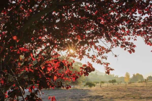 נופים צבעוניים: בואו לצפות במראות השלכת המרהיבים שכבשו את קליפורניה