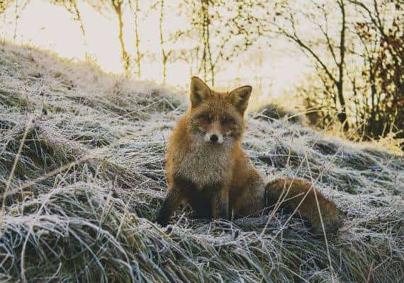 ניו יורק: שועל חולה כלבת תקף שלושה בני אדם