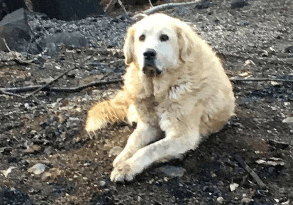 קליפורניה: מדיסון הכלב המתין לבעליו בבית השרוף עד שיכלו לשוב