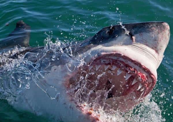 אימה בחופי קליפורניה: גולש הותקף באופן קטלני על ידי כריש