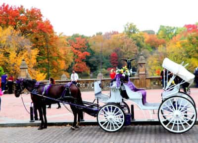 סוף מסורת של 150 שנה: הנהלת סנטרל פארק דורשת לסגור את סיורי הכרכרות