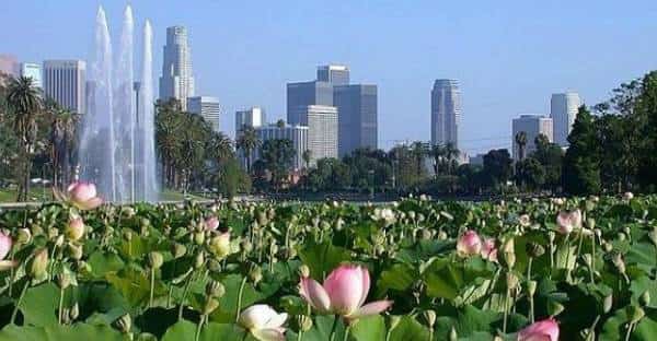 חוגגים את השלמות של הטבע: לוס אנג'לס וסנטה ברברה נערכות לפריחת הלוטוס היפיפה 