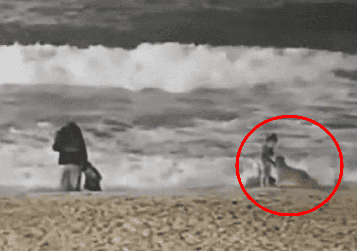 צפו ברגעי האימה בחוף בקליפורניה: זאב ערבות התנפל על פעוטה 