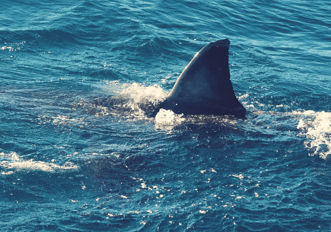 פצוע קשה מהתקלות עם כריש בקליפורניה: "הוא צרח לעזרה"