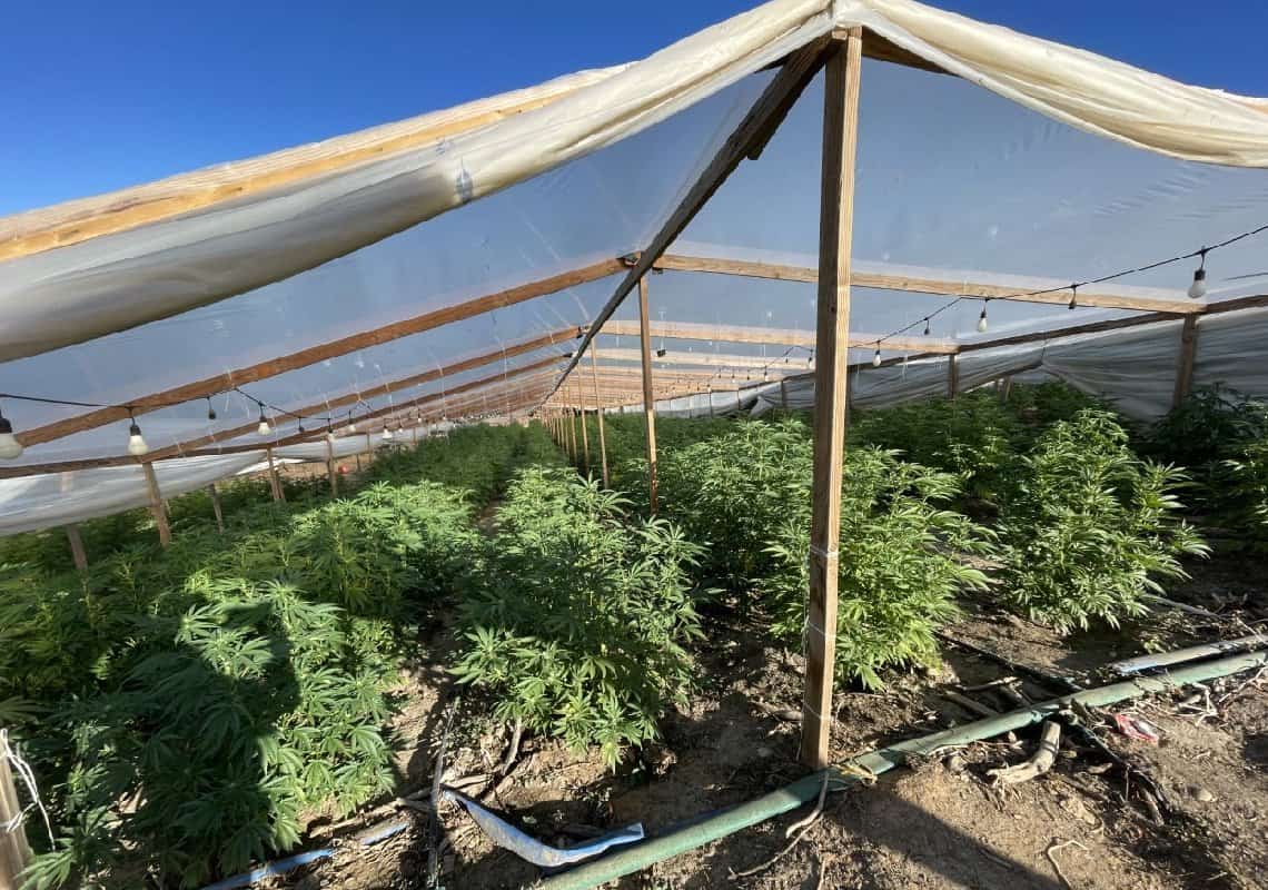 מבצע חסר תקדים בצפון קליפורניה: הוחרמה מריחואנה בשווי 15 מיליון דולר