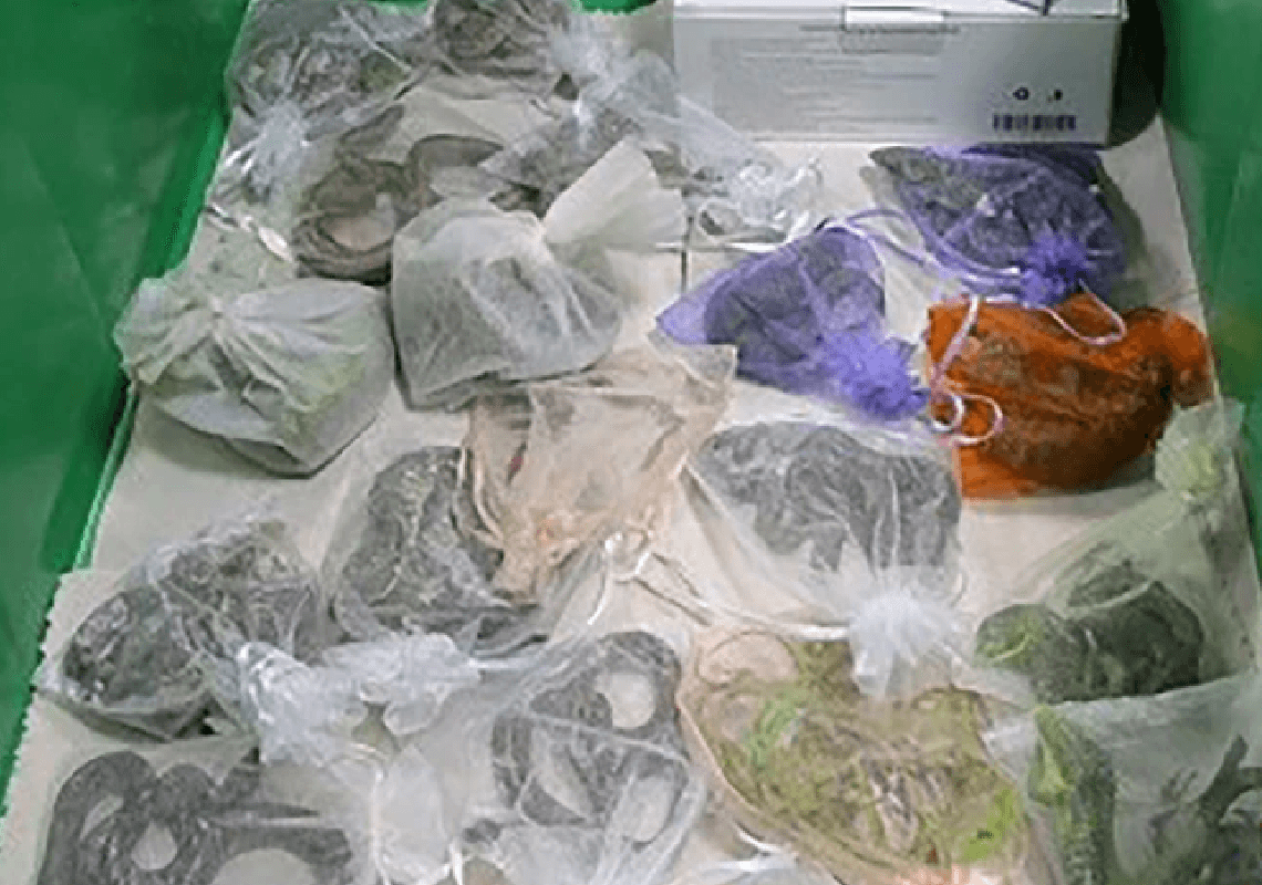 קליפורניה: גבר ניסה להבריח 52 זוחלים חיים בתוך בגדיו