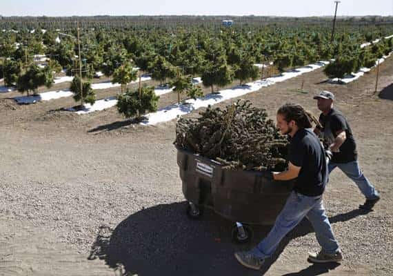 נבאדה: הרשויות מתריעות- שינוי מדיניות חוקיות מריחואנה בנבאדה עלול לפגוע בכלכלה במדינה