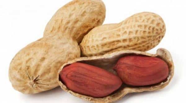 מחקר חדש: נמצא חיסון בעל פוטנציאל "לבטל" אלרגיית בוטנים בקרב עכברים