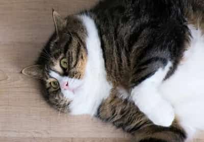 אוזמפיק לחתולים שמנים? הניסויים כבר החלו