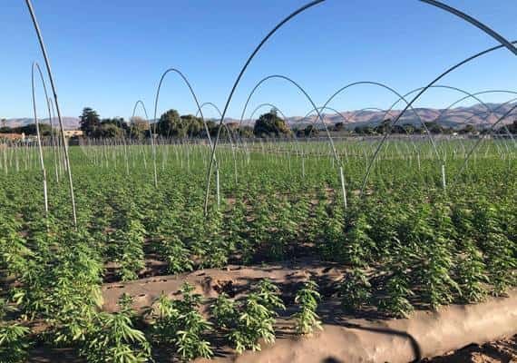 קליפורניה: מאות אלפי צמחי מריחואנה הוחרמו במהלך פשיטה משטרתית